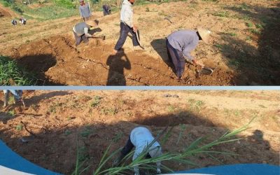 Semai Benih Wortel, PRM Tieng Perkuat Kekompakan dan Kemandirian